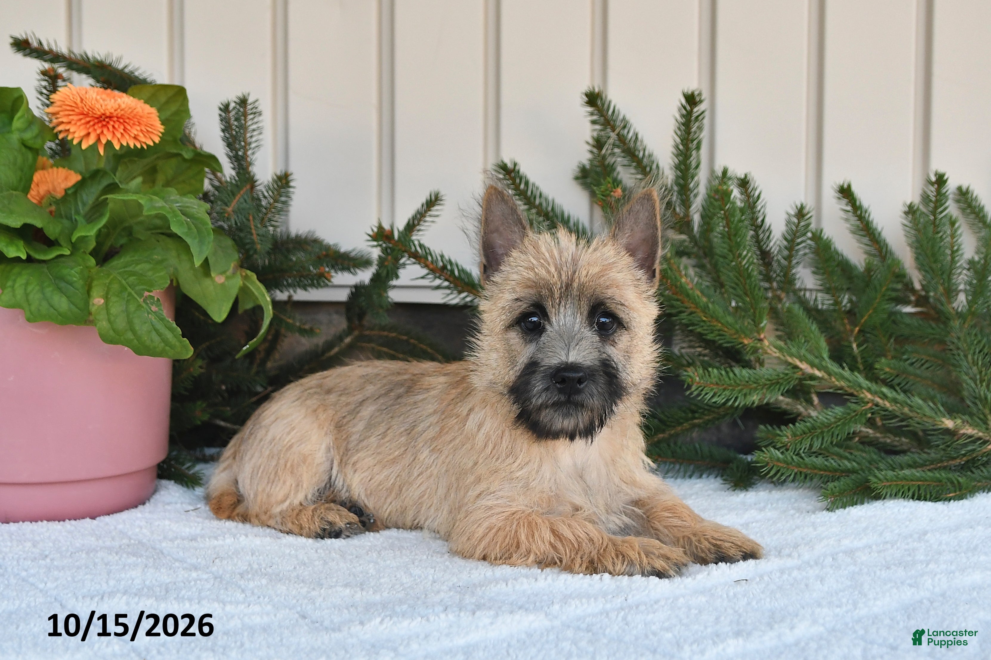 Cairn Terrier dogs for sale: Nolan - Ad 2