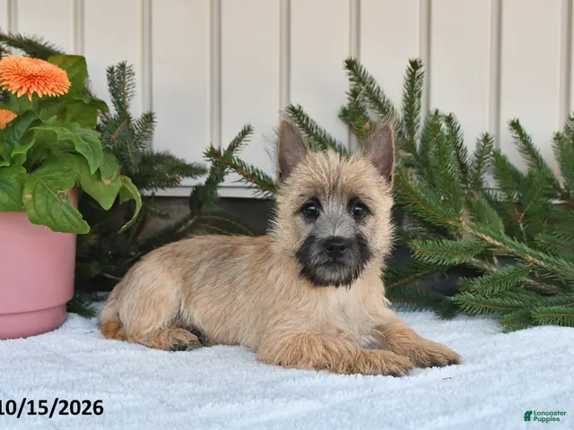Cairn Terrier dogs for sale: Nolan - Ad 2