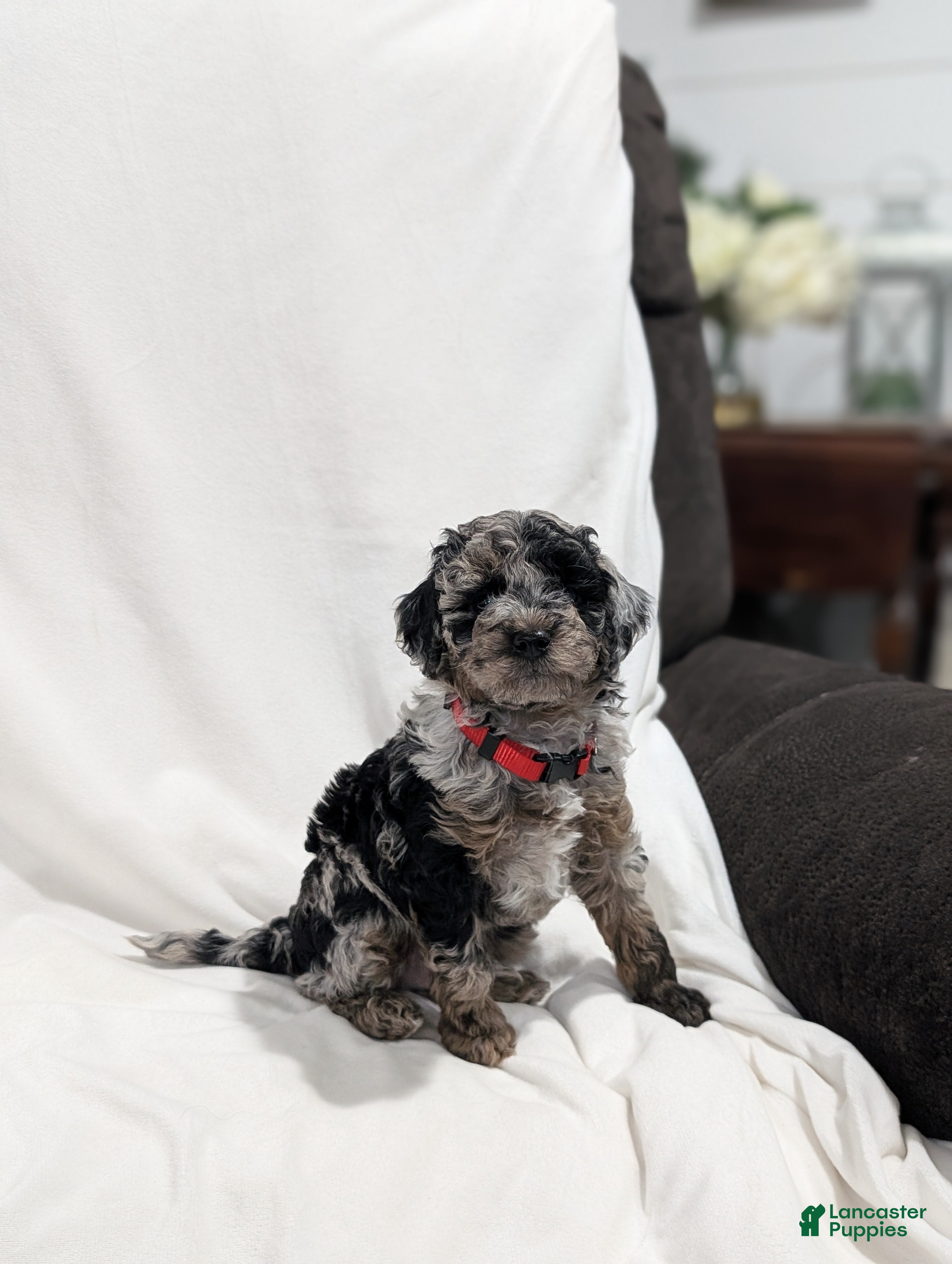 Mini Goldendoodle dogs Indy - Ad 1