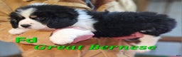 Mixed Breed dogs for sale: Mixed Breed Puppy 1 - Ad 1