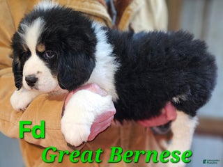 Mixed Breed dogs Mixed Breed Puppy 1 - Ad 25