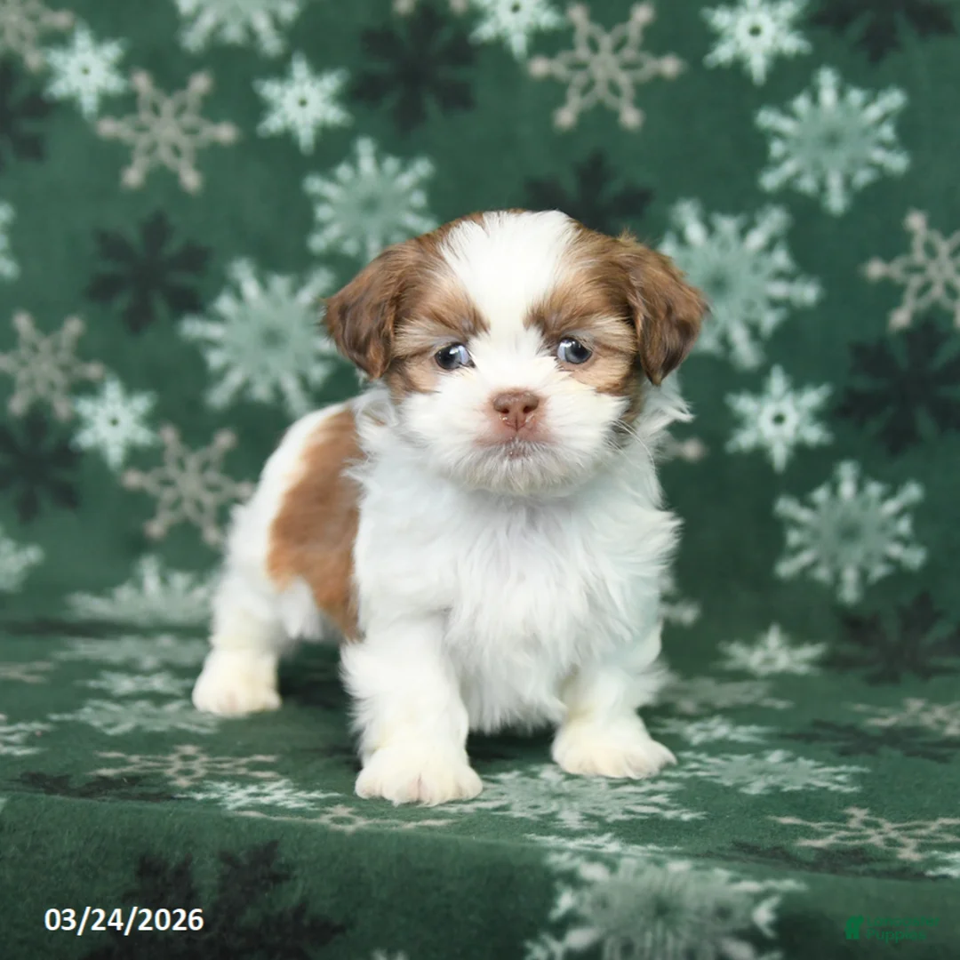 Shih Tzu dogs for sale: Twix - Ad 2