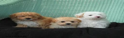 Maltipoo dogs for sale: Waffles - Ad 5