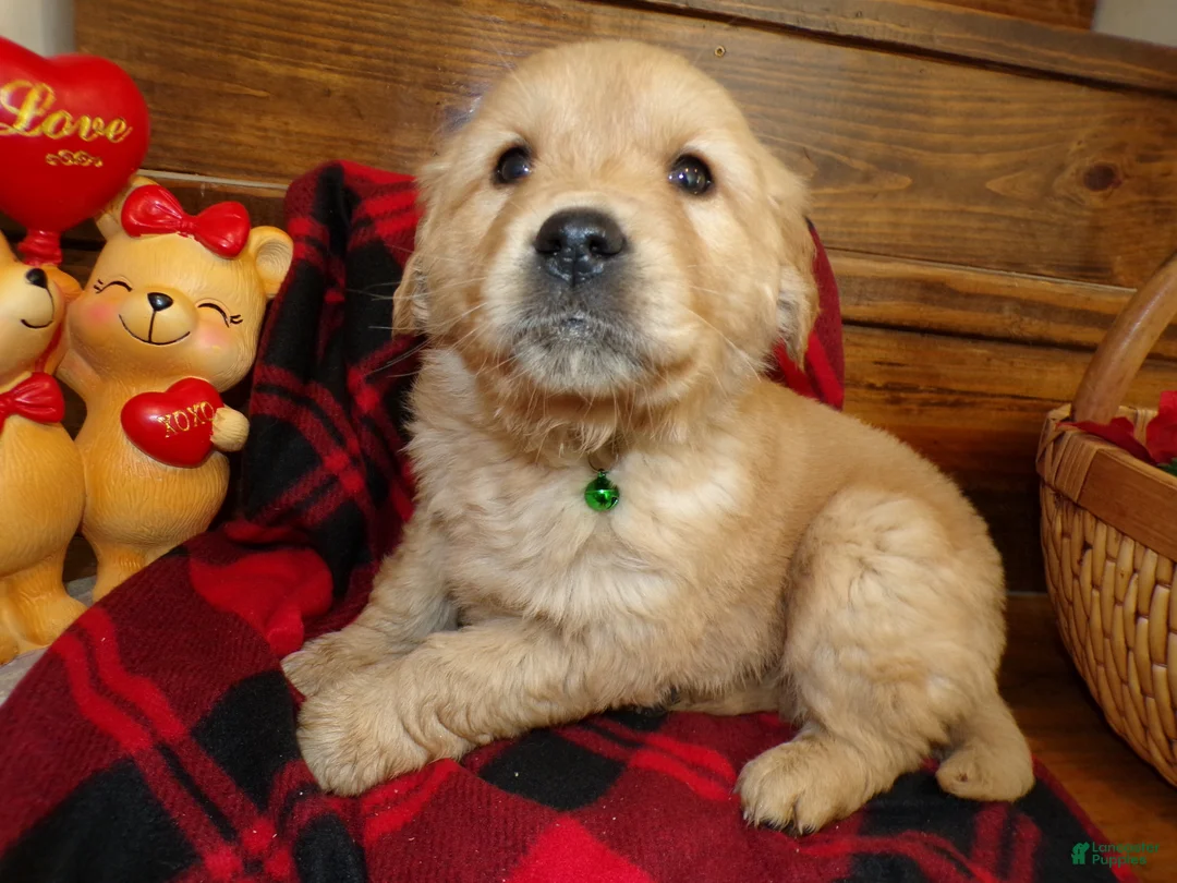 Golden Retriever dogs for sale: Golden Retriever Puppy 5 Drew - Ad 2