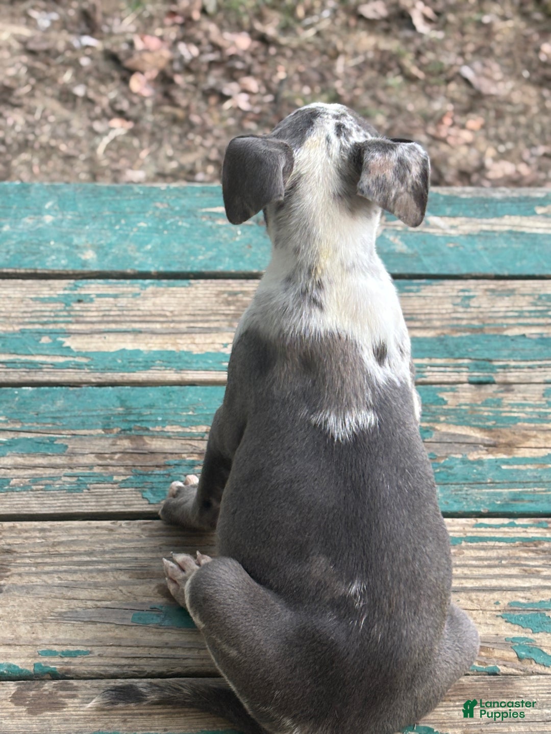 American Bully dogs for sale: Hope - Ad 3