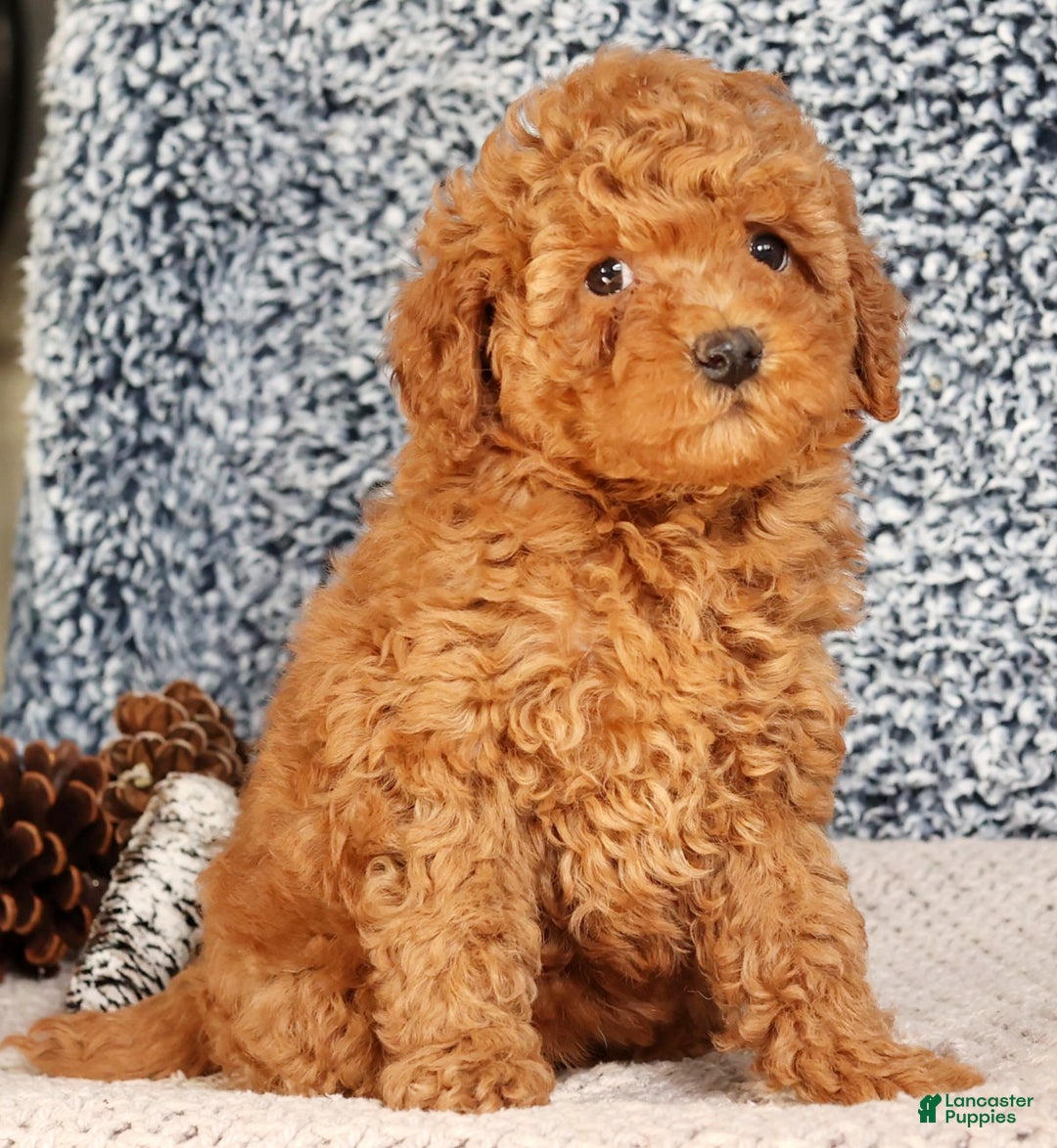 Mini Goldendoodle dogs for sale: Glinda - Ad 8