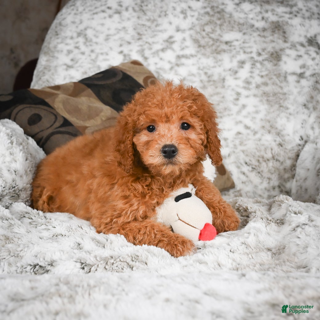 Cavapoo dogs Carrie - Ad 42