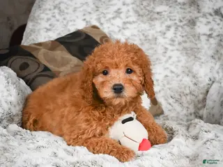 Cavapoo dogs Carrie - Ad 42