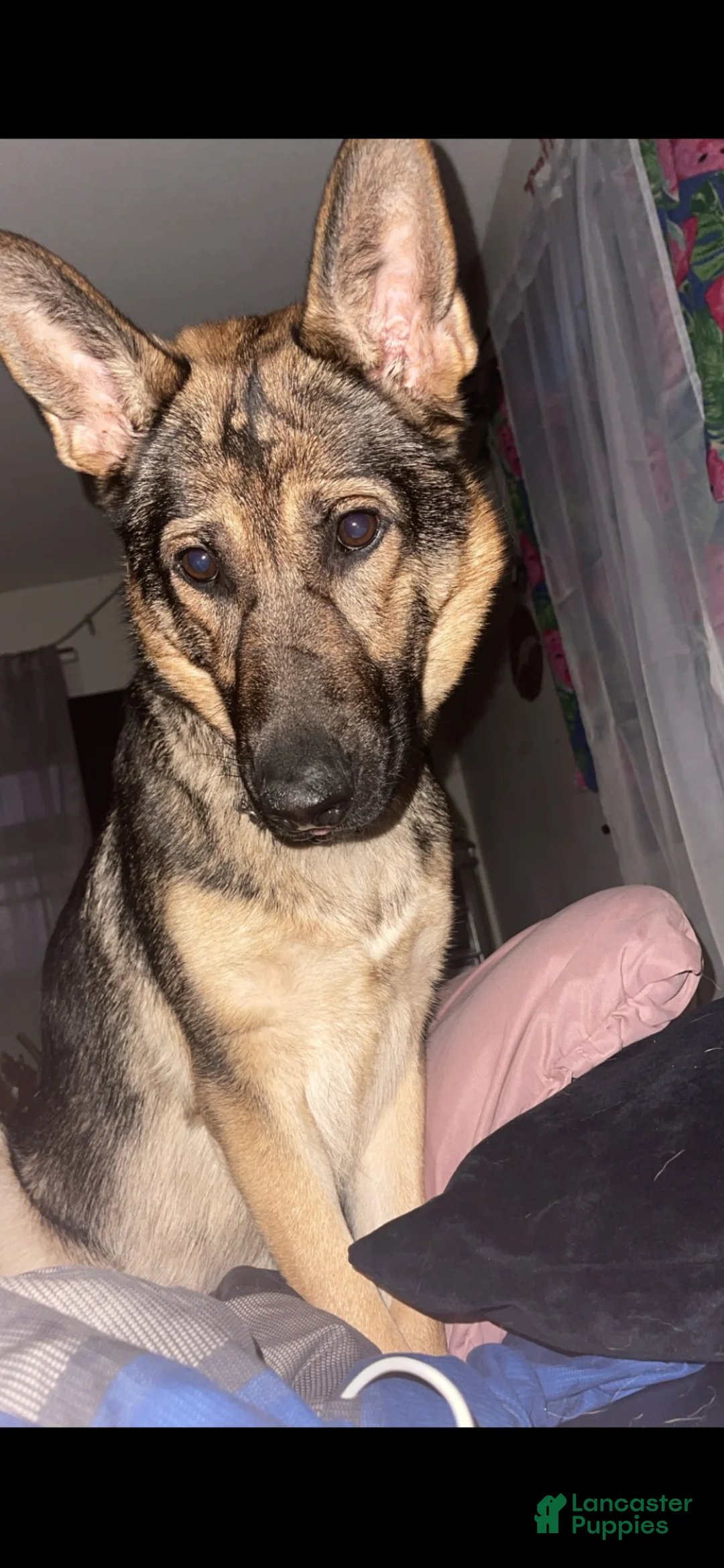 German Shepherd dogs for sale: German Shepherd 4 - Ad 2
