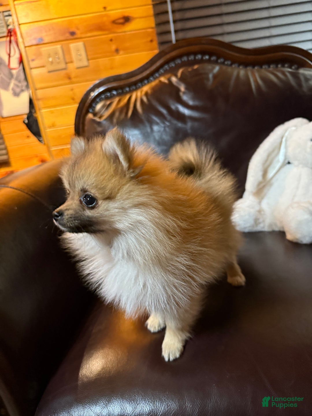 Pomeranian dogs for sale: Tiny Tim  - Ad 16