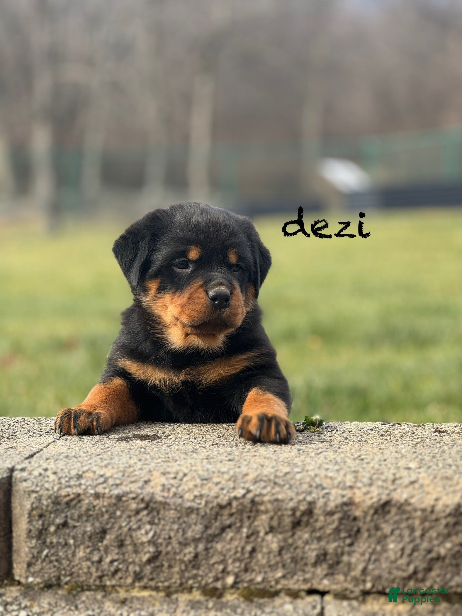 Rottweiler dogs Dezi (docked tail) - Ad 23