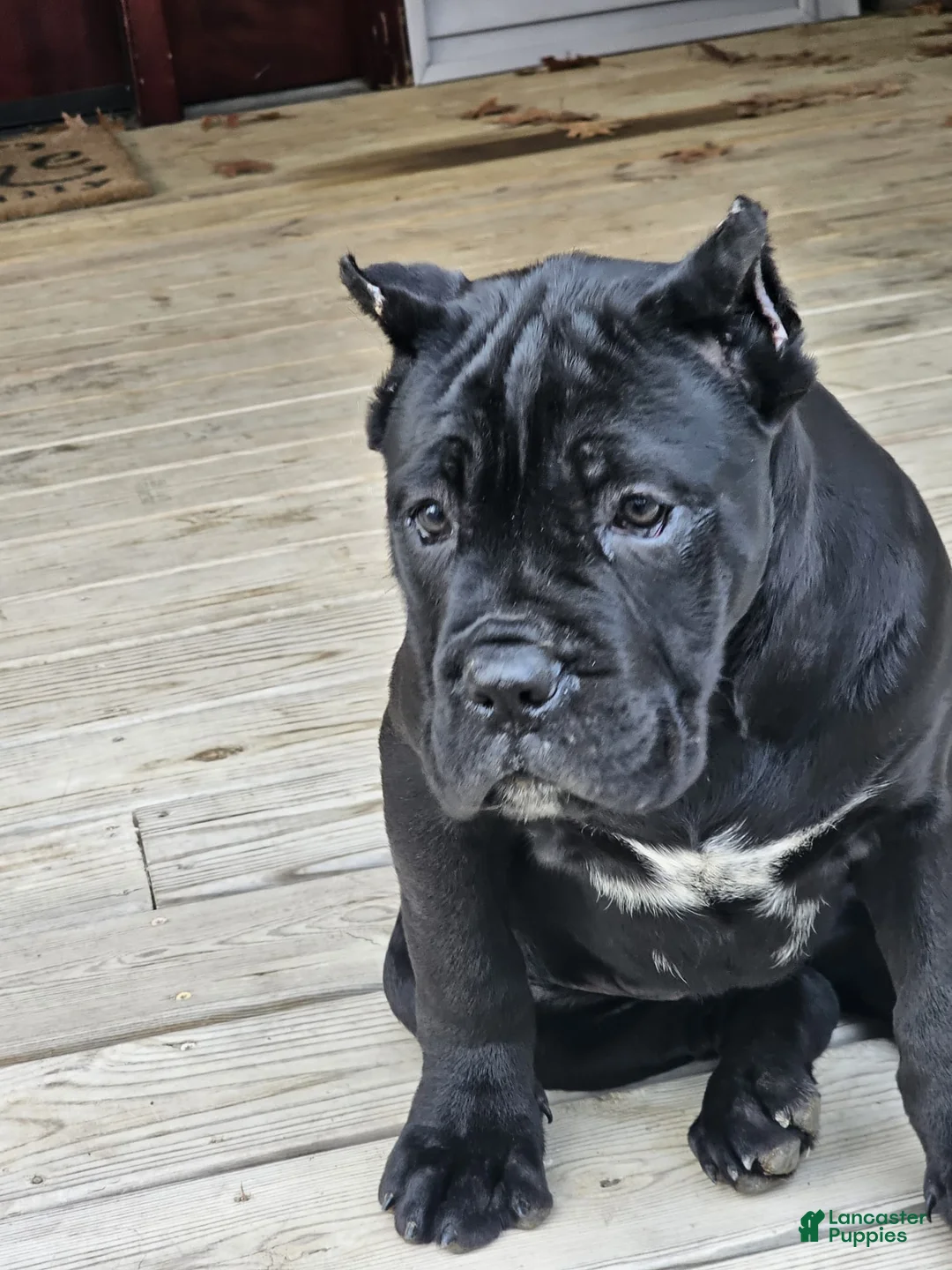 Cane Corso dogs for sale: QUEENIE - Ad 2