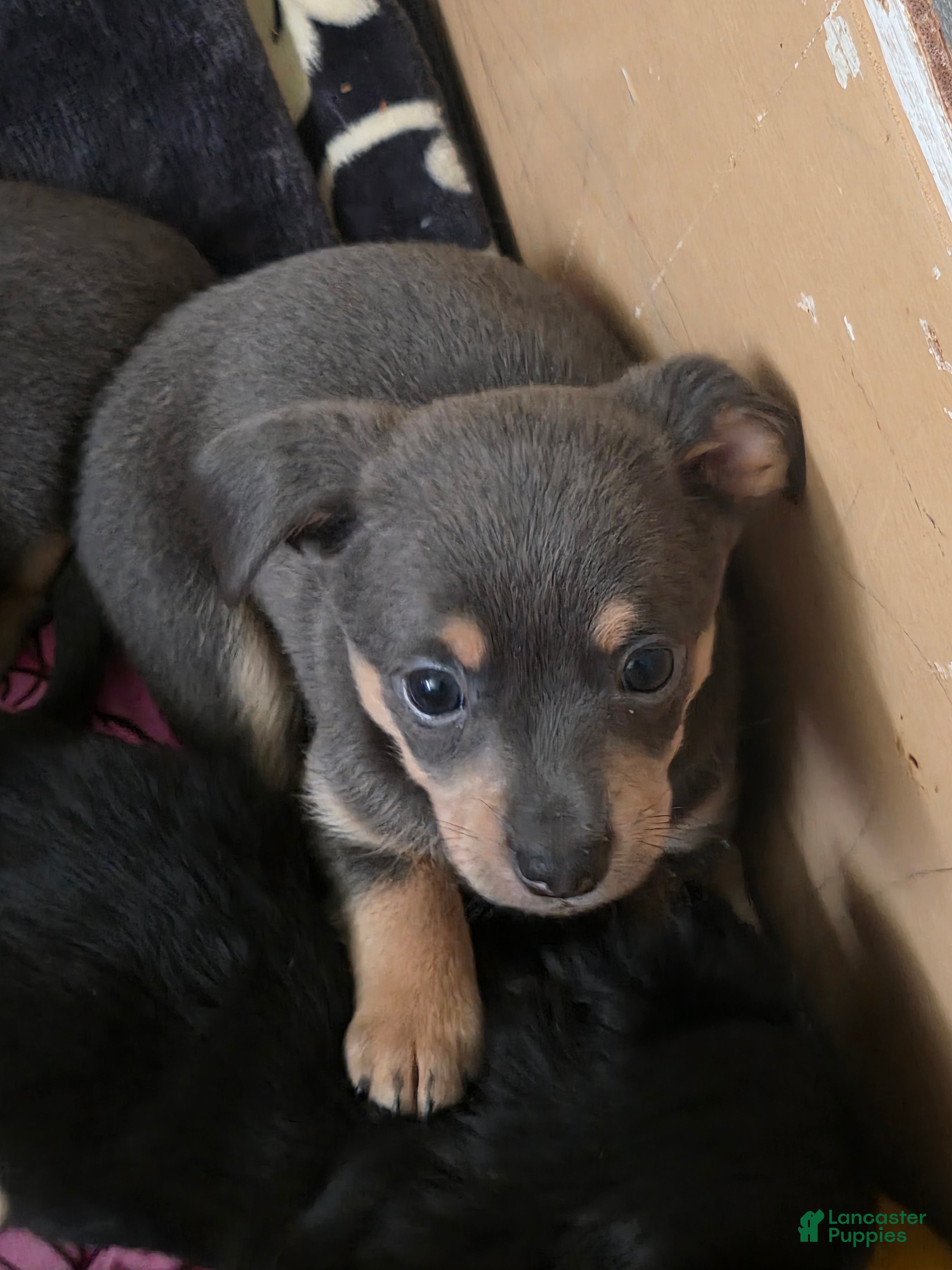 Chiweenie dogs Chiweenie Puppy 2 - Ad 2