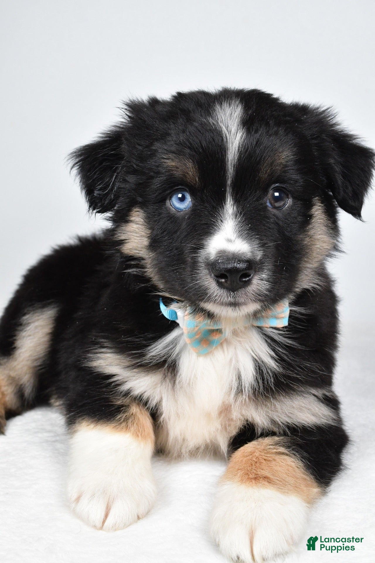 Miniature Australian Shepherd dogs for sale: Fiona - Ad 2