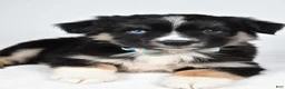 Miniature Australian Shepherd dogs for sale: Fiona - Ad 2