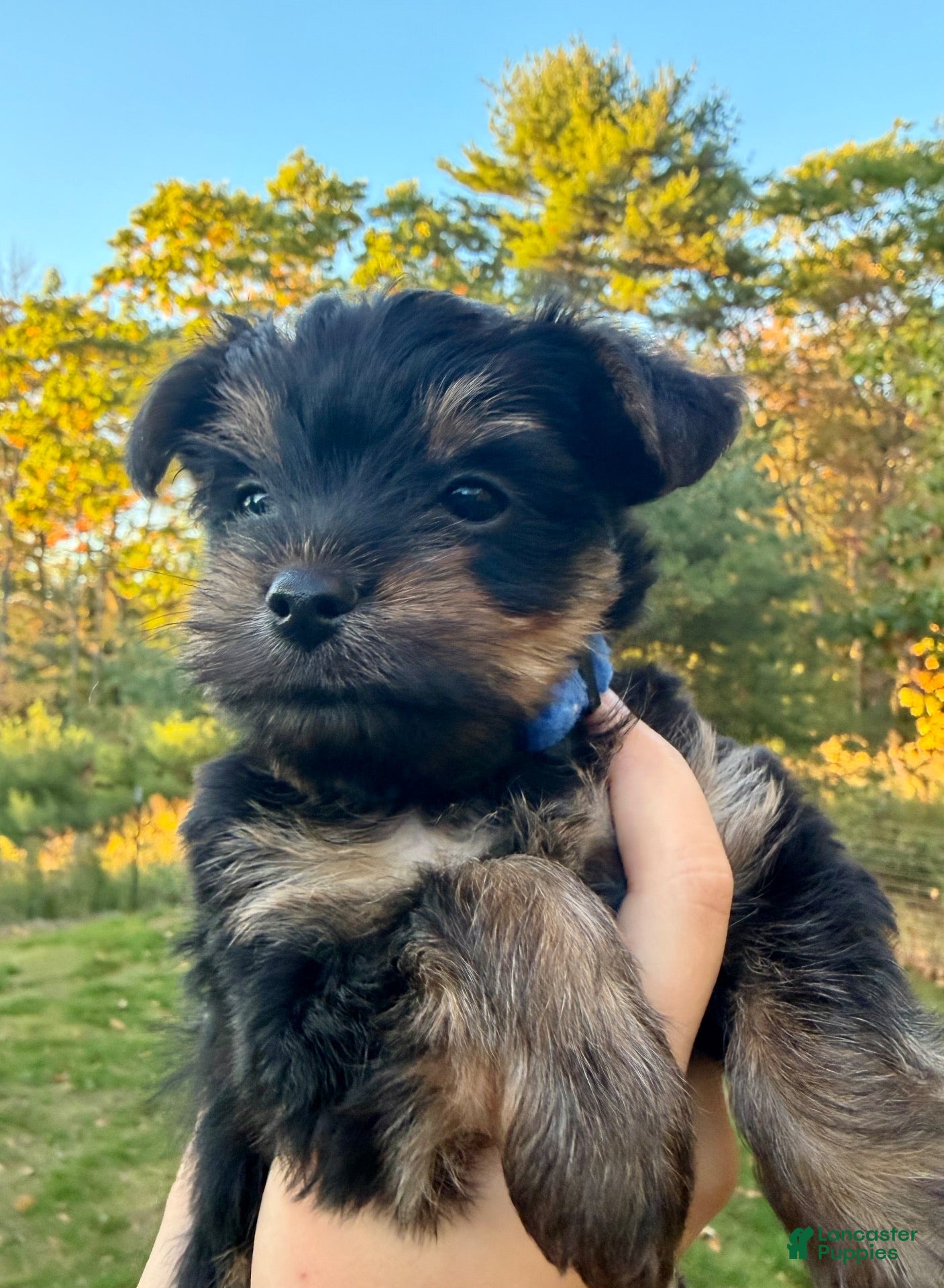 Yorkiepoo dogs for sale: Yorkiepoo 3. Blue collar  - Ad 2