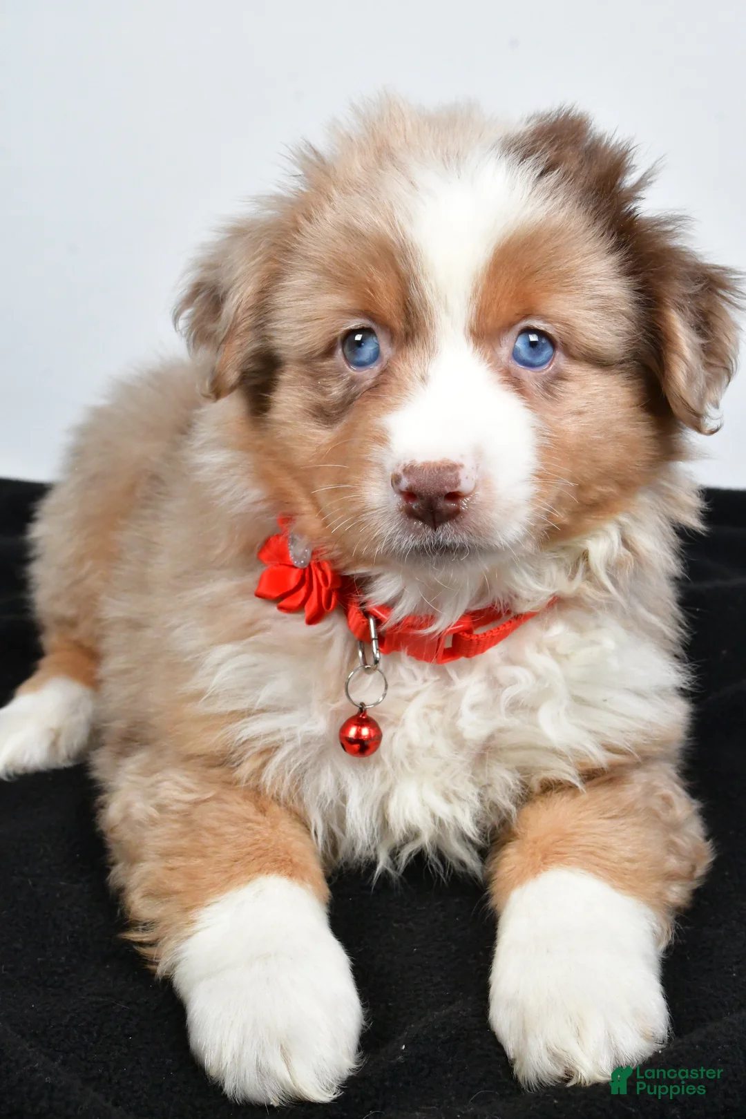 Miniature Australian Shepherd dogs for sale: Ruby - Ad 3