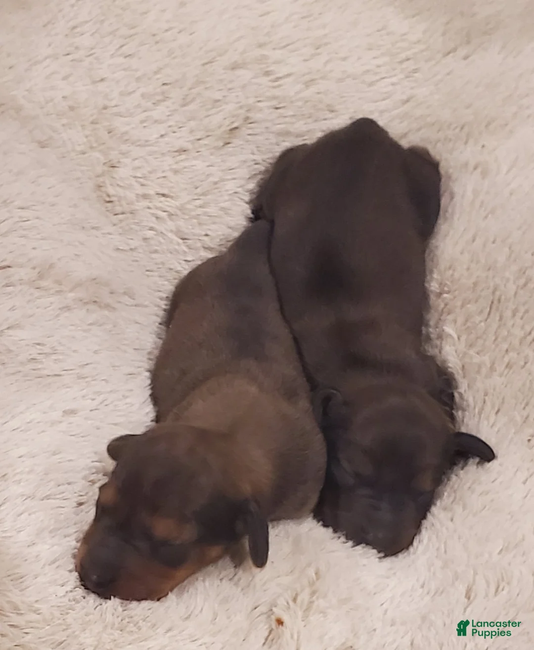 Miniature Dachshund dogs for sale: Miniature Dachshund 1 - Ad 1