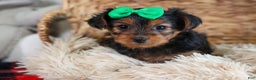 Yorkshire Terrier dogs for sale: CHLOE - Ad 3