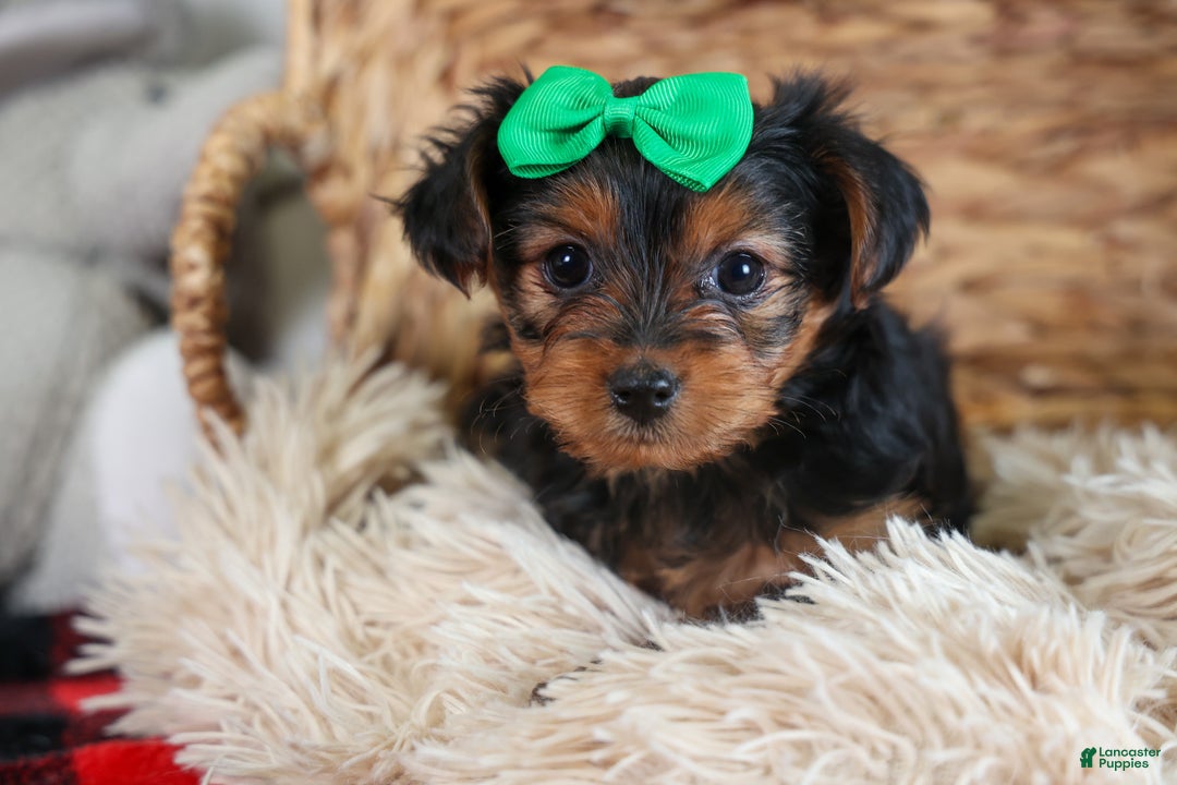 Yorkshire Terrier dogs for sale: CHLOE - Ad 3