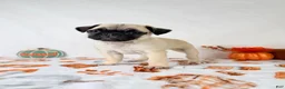 Pug dogs for sale: Paisley - Ad 4