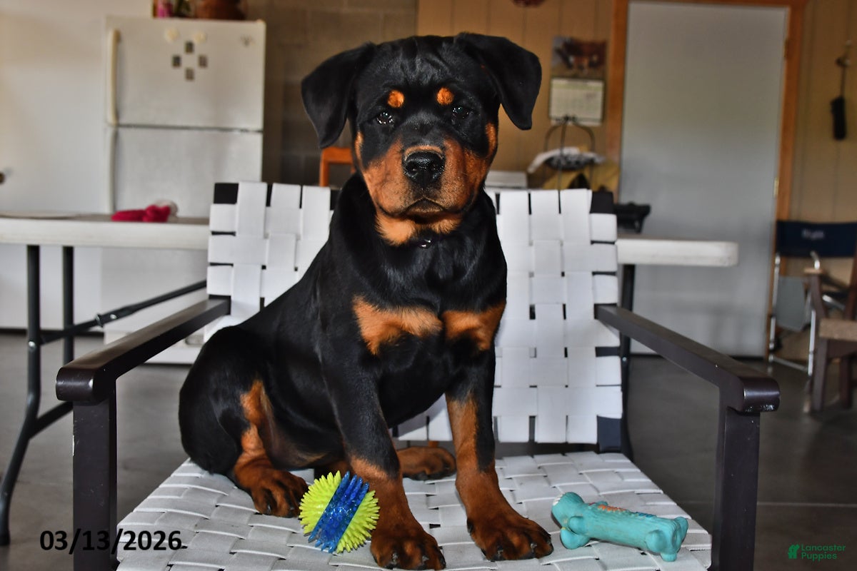 Rottweiler dogs Bella   - Ad 2