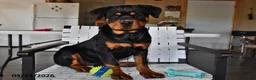 Rottweiler dogs for sale: Bella   - Ad 2