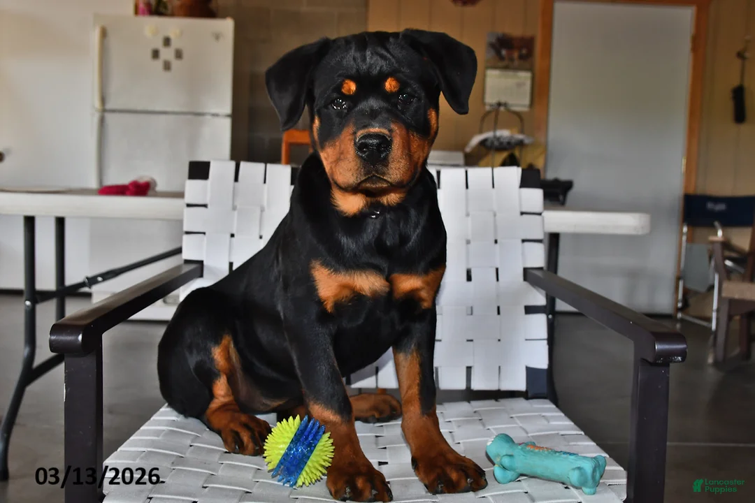 Rottweiler dogs for sale: Bella   - Ad 2