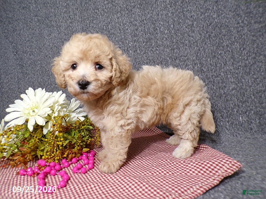 Bichpoo dogs Tracy - Ad 1