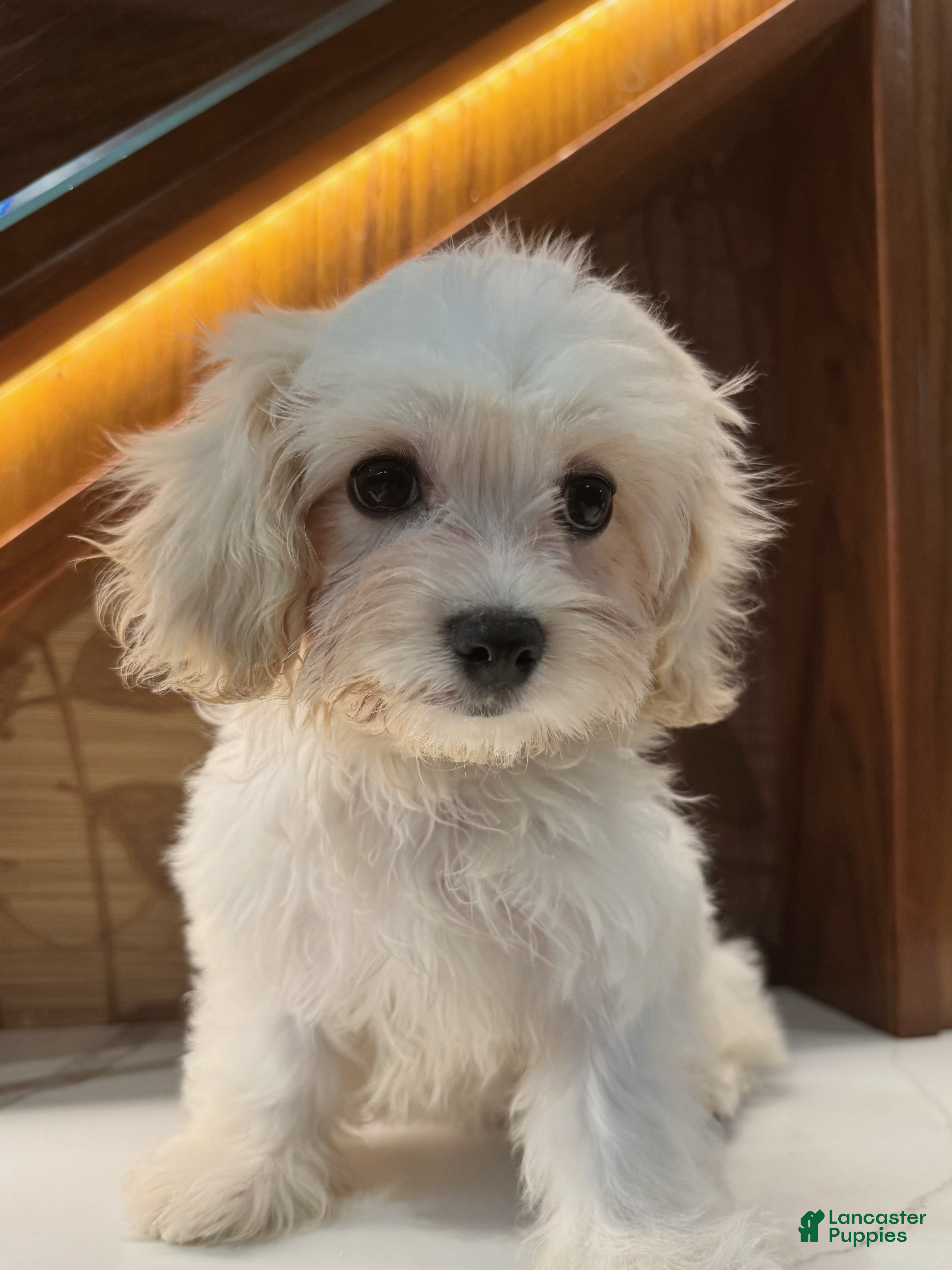 Cavachon Puppies for sale in New York Lancaster Puppies