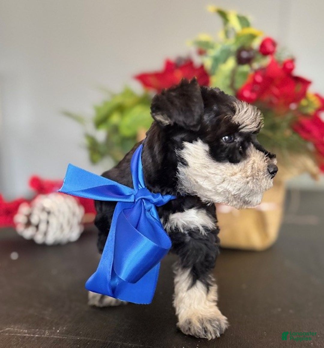 Miniature Schnauzer dogs for sale: Teddy - Ad 6
