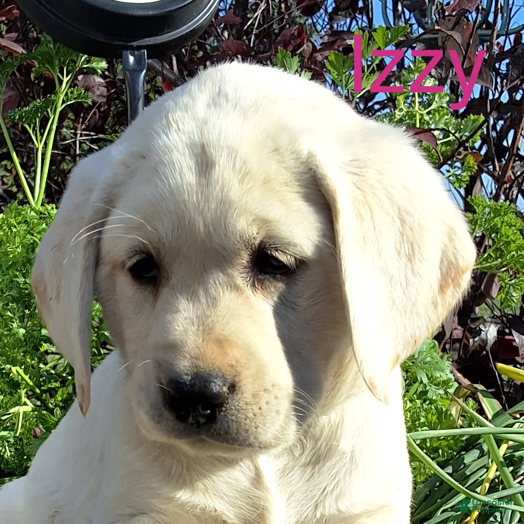 Labrador Retriever dogs for sale: Izzy Retriever 5 - Ad 1