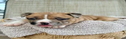 American Bully dogs for sale: American Bully 2 - Ad 3