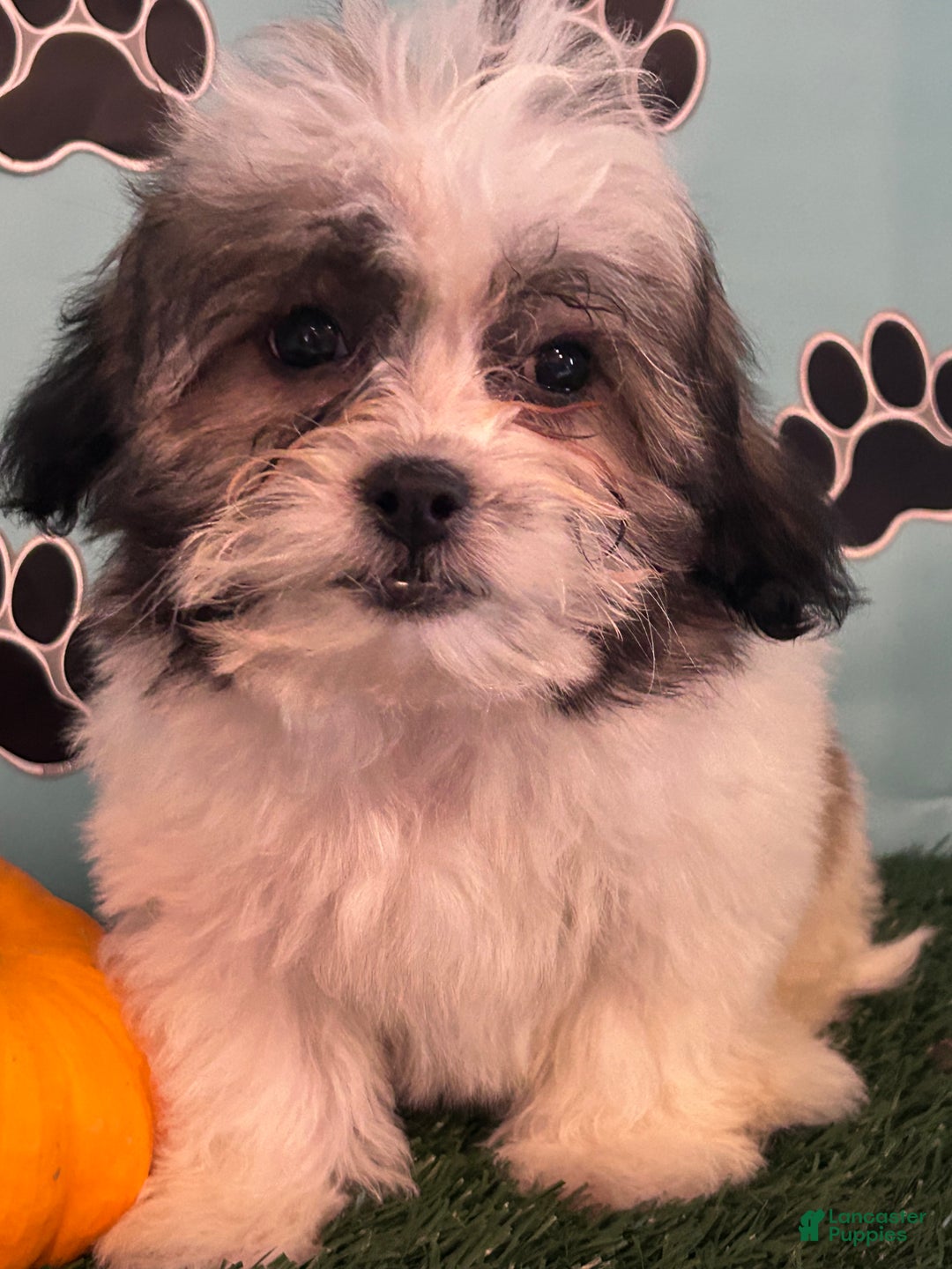 Teddy Bear dogs for sale: Royal  - Ad 2