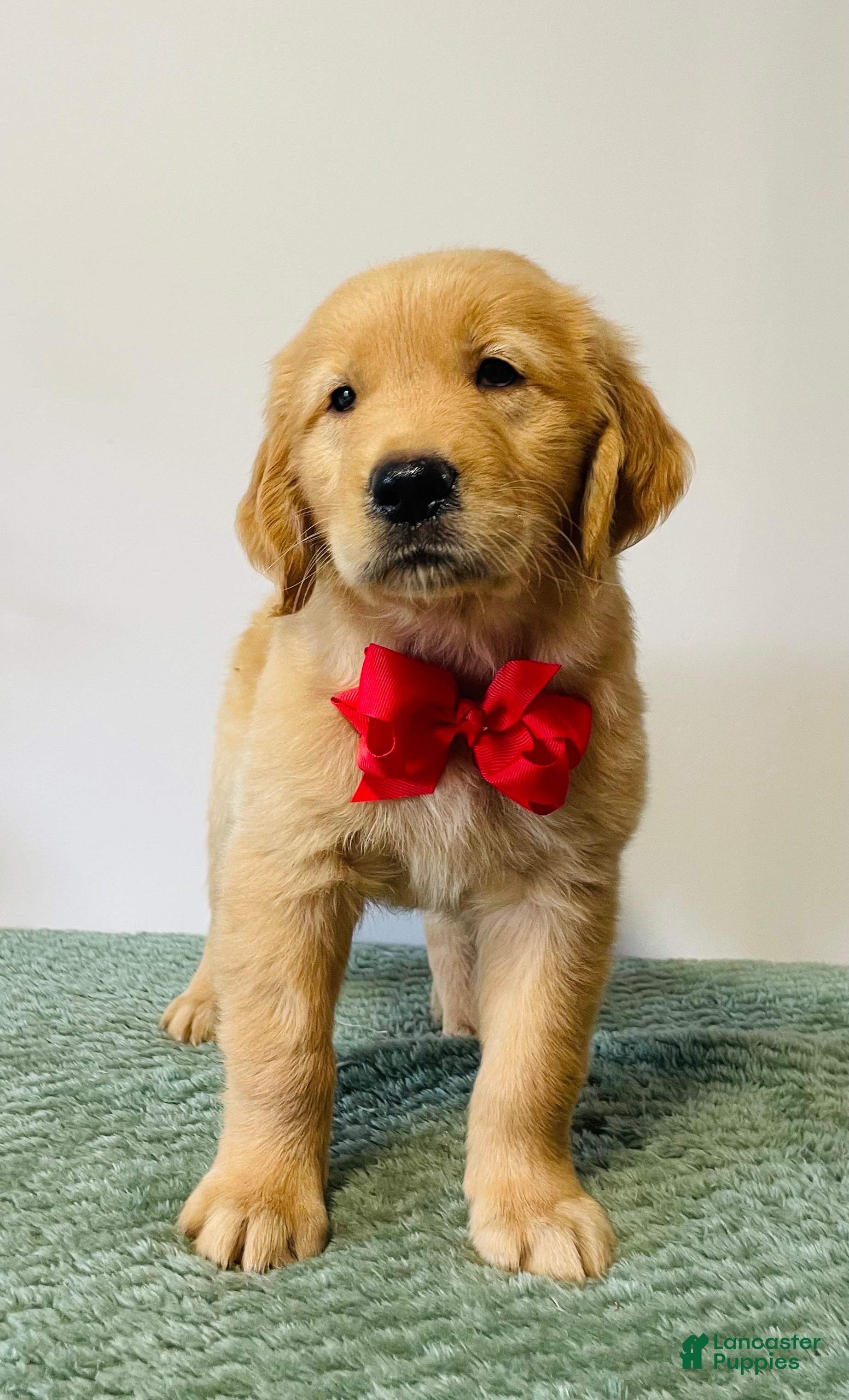 Golden Retriever dogs Max - Ad 1