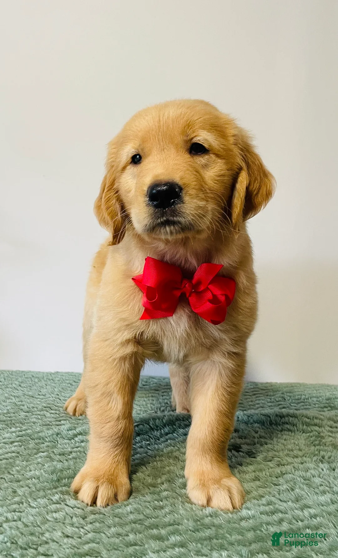 Golden Retriever dogs for sale: Max - Ad 1