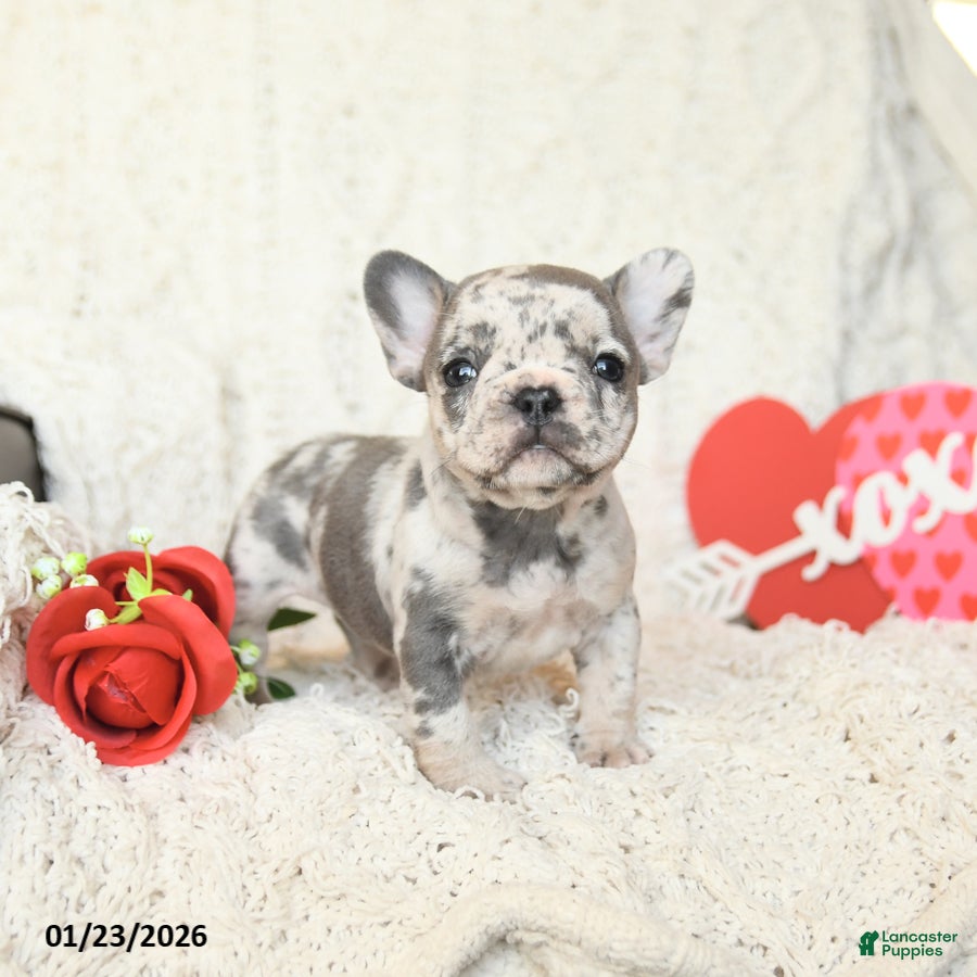 French Bulldog dogs Bluebell - Ad 12