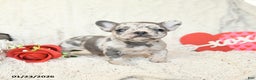French Bulldog dogs for sale: Bluebell - Ad 1