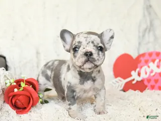 French Bulldog dogs Bluebell - Ad 38