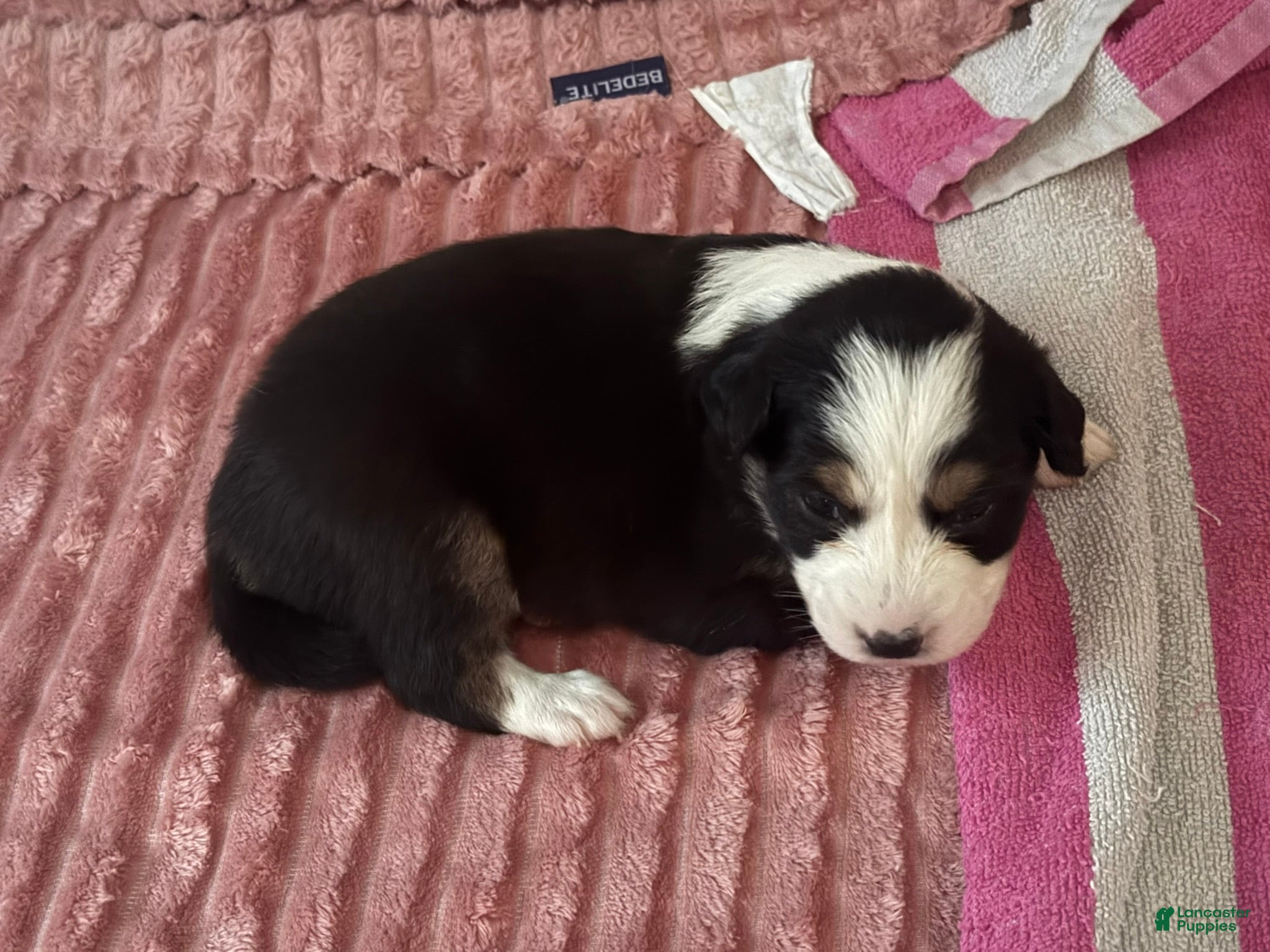 Mixed Breed dogs Daisy - Ad 37