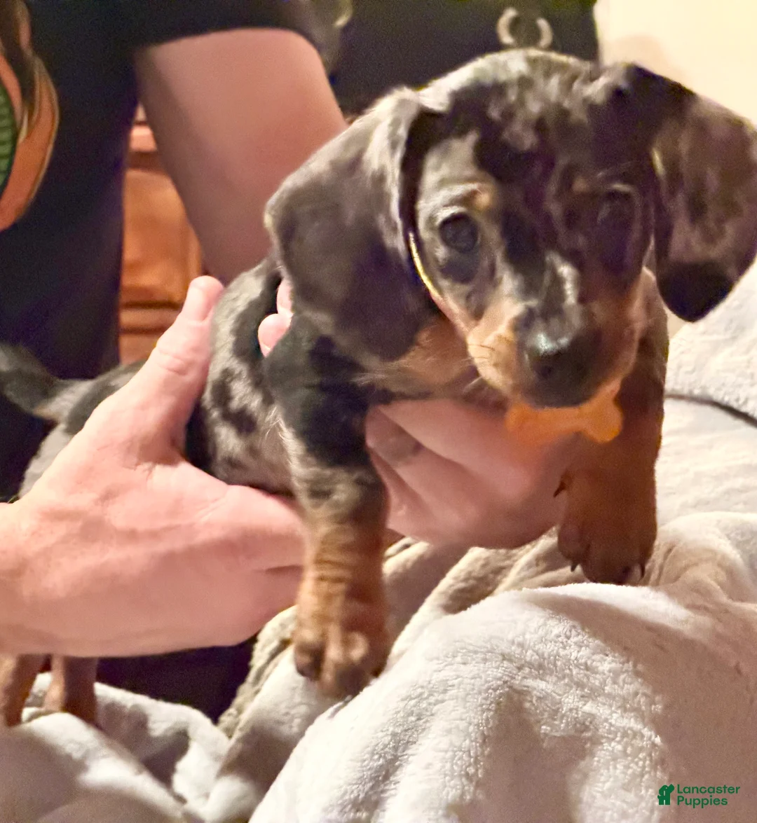 Miniature Dachshund dogs for sale: Miniature Dachshund Puppy 1 - Ad 2