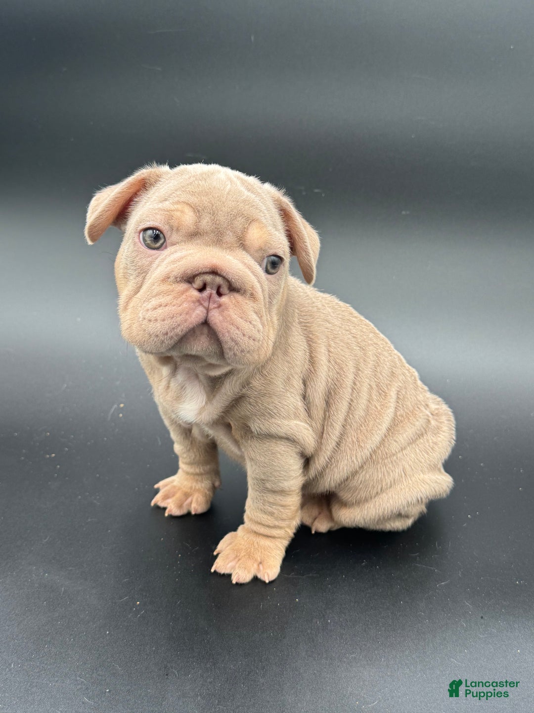 French Bulldog dogs for sale: French Bulldog Puppy 2 - Ad 3
