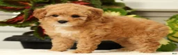 Miniature Poodle dogs for sale: Bobby - Ad 4