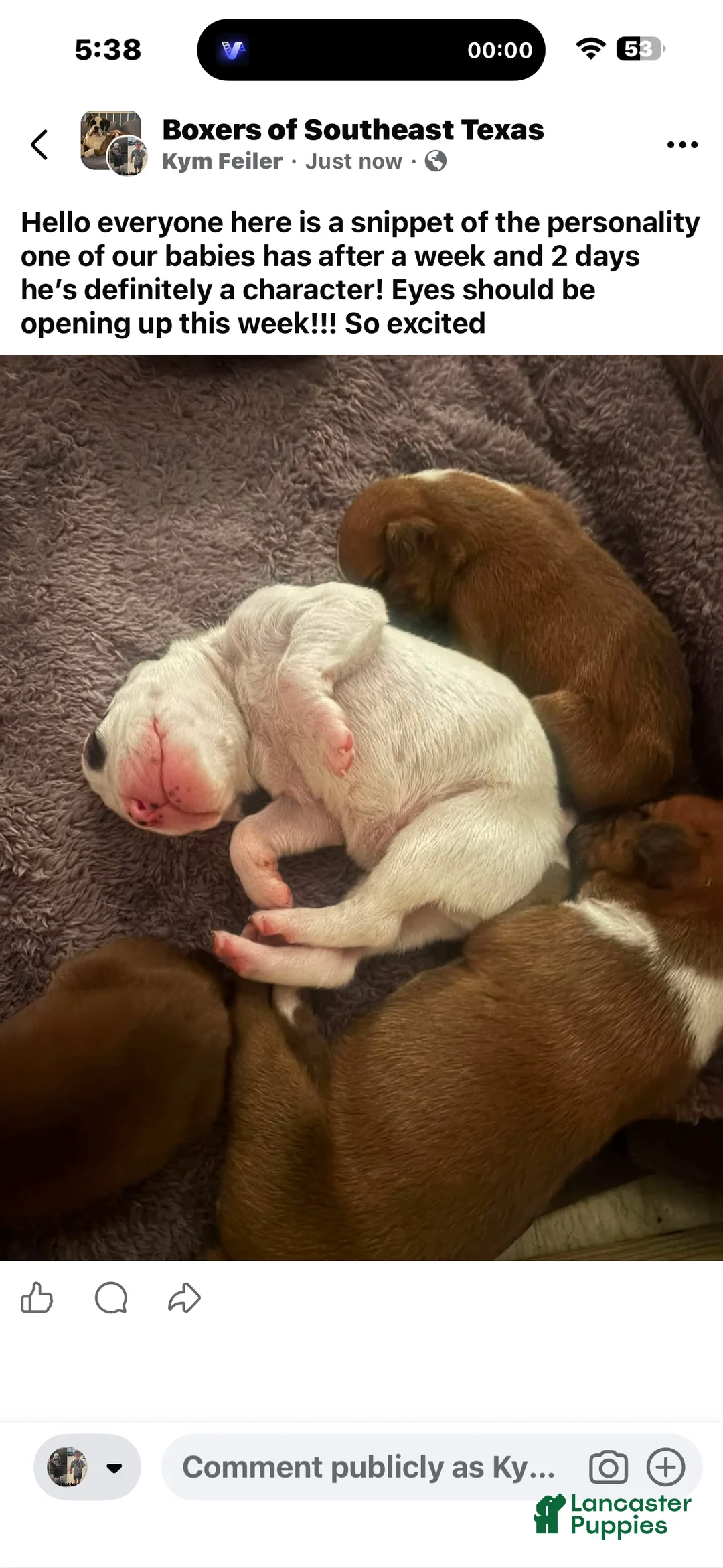 Boxer dogs for sale: White male - Ad 2