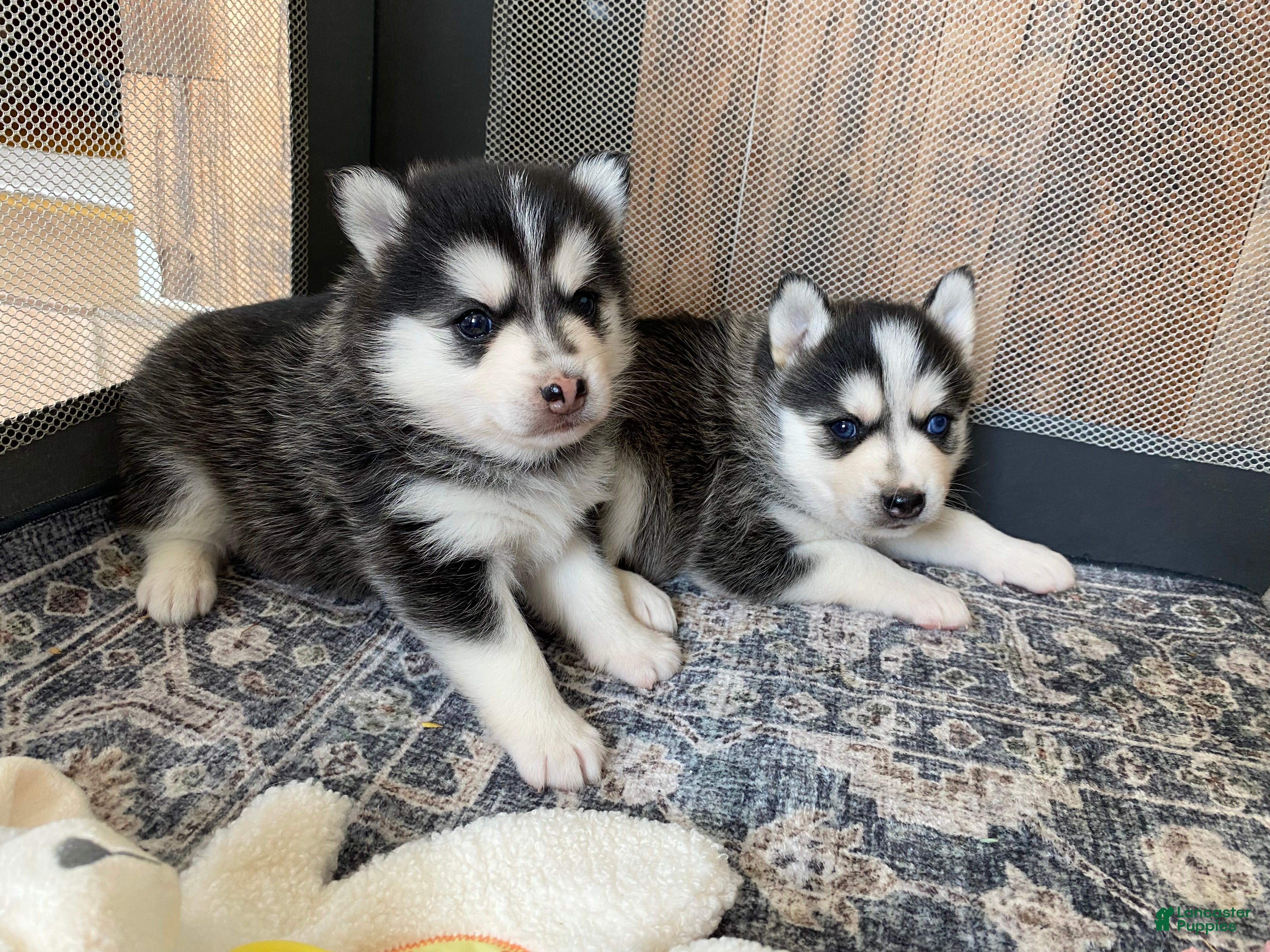 Pomsky dogs Reba - 2 year Health Contract - Family Loved and raised  - Ad 2