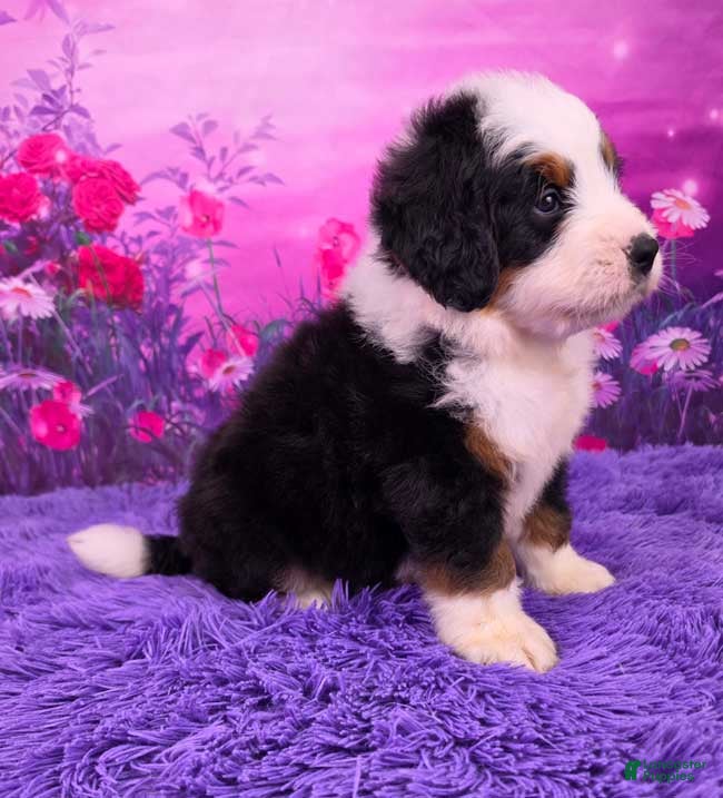Mini Bernedoodle dogs Orville - Ad 2