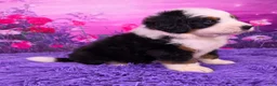 Mini Bernedoodle dogs for sale: Orville - Ad 2