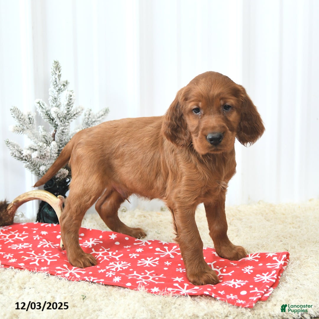 Irish Setter dogs for sale: Buddy - Ad 4