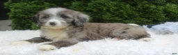 Bernedoodle dogs for sale: Jenny - Ad 3