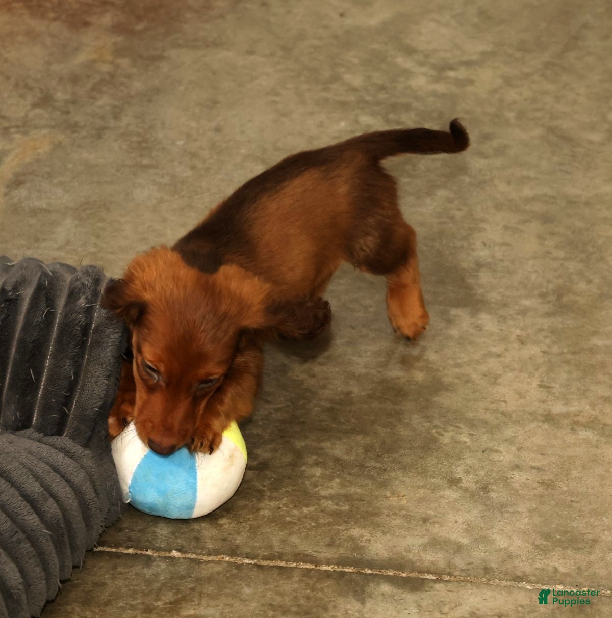 Miniature Dachshund dogs Nemehiah - Ad 2